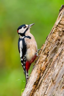 Great spotted woodpecker (Dendrocopos major) sitting on an old wrotten tree trunk in late summer,
