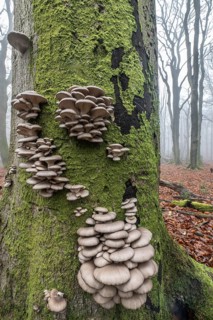 Branched oyster fungus (Pleurotus cornucopiae), on old copper beech (Fagus sylvatica), Emsland,