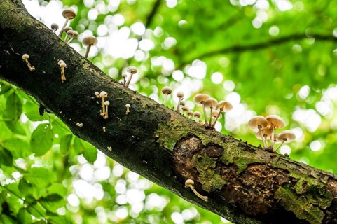 White mushrooms growing decoratively on a piece of tree bark, beech slime fungus, ringed slime