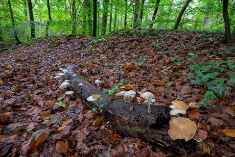 Forest scene with mushrooms on tree trunks and autumn foliage Beech slime mould, ringed slime mould