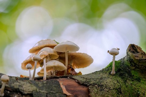 A cluster of mushrooms growing on a tree trunk in a forest Beech slime mould, ringed slime mould