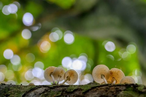 Small mushrooms growing on a tree trunk with a blurred green background Beech slime fungus, ringed