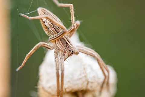 List spider, Pisaura mirabilis, Nursery web spider, Lower Saxony, Germany
