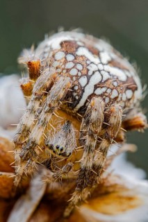 Garden spider, Araneus diadematus, European Garden Spider, Lower Saxony, Germany
