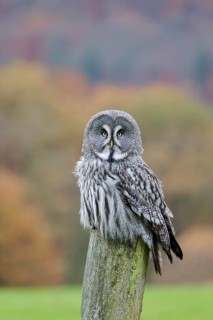 Bearded Owl, Strix nebulosa, Great Grey Owl, Captive, Lower Saxony, Germany