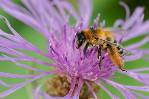 Brown-rumped trouser bee (Dasypoda hirtipes) on knapweed flower, Lower Saxony, Germany