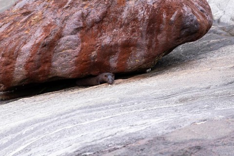 The American Mink (Mustela vison) is a graceful predator that lives by the sea in Norway near Bodø