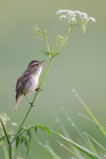 Reed Warbler, Acrocephalus schoenobaenus, Sedge Warbler, Lower Saxony, Germany