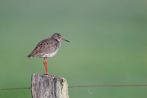 Redshank (Tringa totanus) sitting on a pole, Lower Saxony, Germany