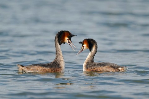 Haubentaucher courtship, Podiceps cristatus, Great crested Grebe courtship, Lower Saxony, Germany