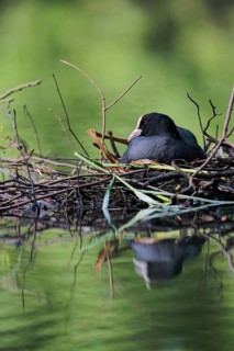 Coot (Fulica atra) breeding on nest, Lower Saxony, Germany