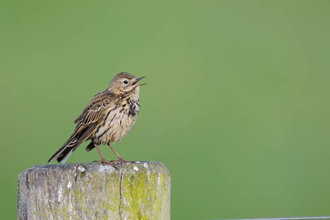Wiesenpieper, Anthus pratensis, Meadow Pipit, Lower Saxony, Germany