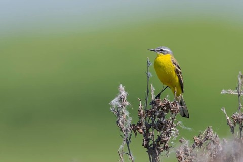 Meadowtail male, Motacilla flava, Male western yellow wagtail, Lower Saxony, Germany
