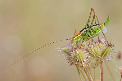 Locust Nymph, Poecilimon mytilenensis, Nymph Mytilene Bright Bush-cricket, Corfu, Greece