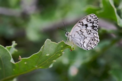 Balkan Chessboard, Melanargia Larissa, Balkan Marbled White Butterfly, Corfu, Greece