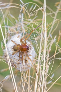 Female nurse's thorn finger, Cheiracanthium punctorium, female Yellow sac spider, Saxony-Anhalt,