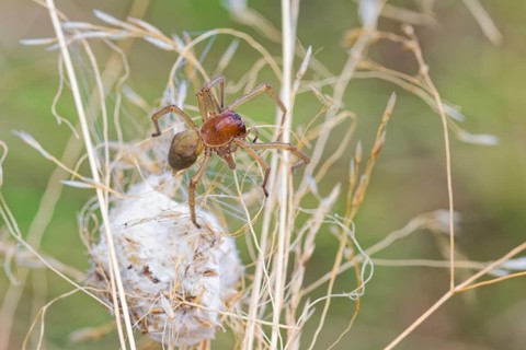 Female nurse's thorn finger, Cheiracanthium punctorium, female Yellow sac spider, Saxony-Anhalt,