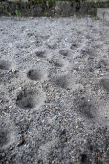 Ant lion hopper, Euroleon nostras, Suffolk Antlion, Lower Saxony, Germany