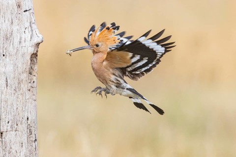 Hoopoe (Upupa epops) Hungary