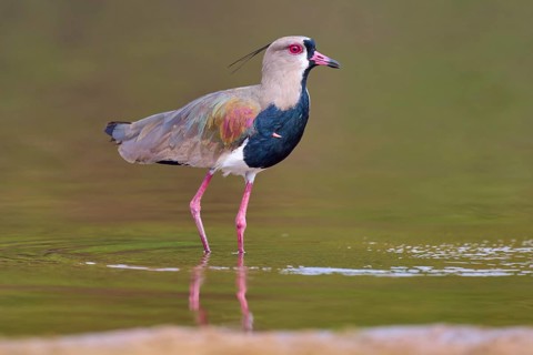 Bird standing upright in water with reflection, strong colours and natural surroundings, Southern