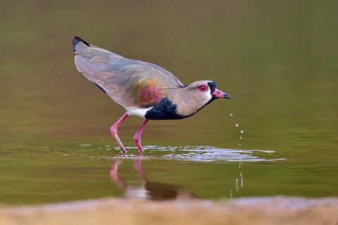 Bird on water bank with drops, vivid colours and calm atmosphere, Southern Lapwing (vanellus