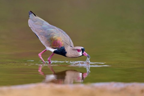 Bird dipping its beak into the water, raising waves as it drinks, Southern Lapwing (vanellus