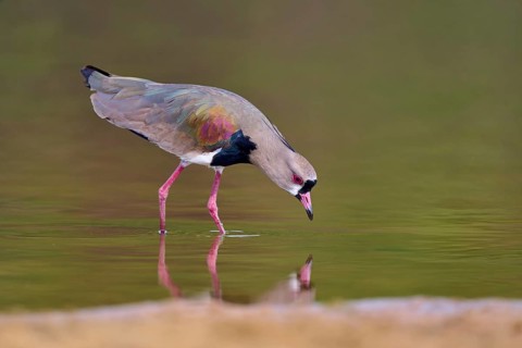Bird leaning forward over the river for a drink of water, Southern Lapwing (vanellus chilensis),