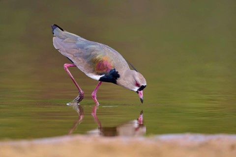 Bird bends down to drink, its reflection appears in the water, Southern Lapwing (vanellus