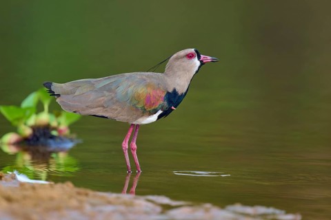 Bird standing at the edge of the water, looking alert, Southern Lapwing (vanellus chilensis), Rio