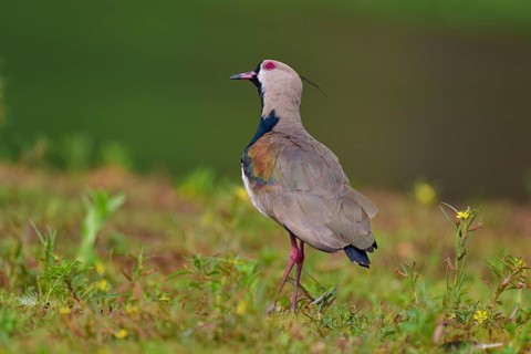 Bird in side view in a meadow in natural surroundings, Southern Lapwing (vanellus chilensis), Rio