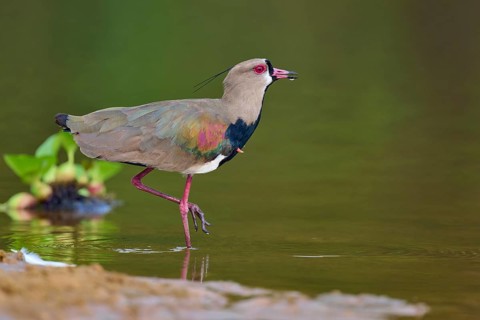 Bird standing in the water with its leg raised, attracting attention, Southern Lapwing (vanellus