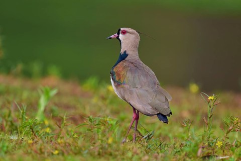 Bird standing on a green meadow, the sky is visible in the background, Southern Lapwing (vanellus