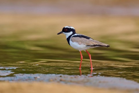 A bird with red legs stands in the shallow water and is reflected in the calm surroundings, Cayenne