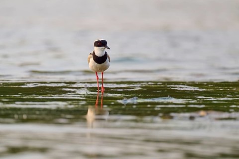 Bird with red legs standing in shallow water. Calm and peaceful atmosphere, Cayenne lapwing
