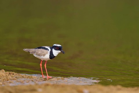 Bird standing on the shore of a lake. Tranquil natural environment, Cayenne lapwing (Vanellus