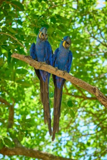 Two blue macaws standing upright and symmetrically on a branch in the green foliage, Hyacinth Macaw