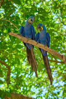 Two blue macaws sitting together on a branch in the dense green foliage, Hyacinth Macaw