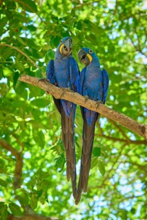 Two blue macaws sitting next to each other on a branch in the dense foliage, Hyacinth Macaw