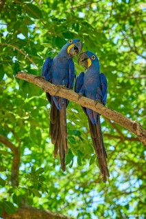 Two blue macaws communicating on a branch with vibrant green foliage, Hyacinth Macaw (Anodorhynchus