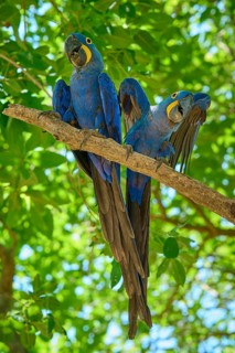 Two blue macaws with outstretched wings on a branch in dense foliage, Hyacinth Macaw (Anodorhynchus