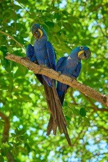 Two blue macaws sitting on a branch with dense green foliage in the background, Hyacinth Macaw