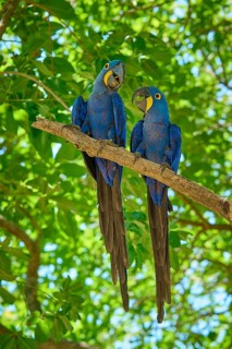 Two blue macaws sitting close together on a branch in the green foliage, Hyacinth Macaw