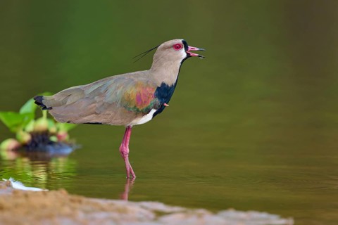 Bird with open beak on the bank of a river, apparently calling, Southern Lapwing (vanellus