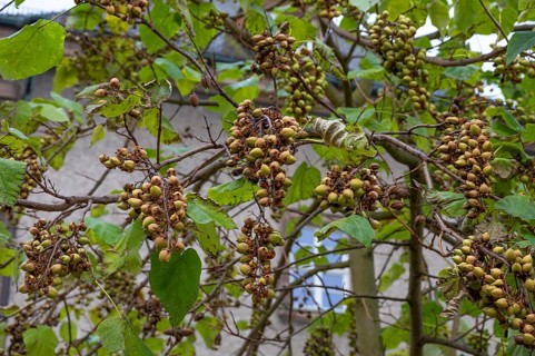 Seed capsules of the bluebell tree (Paulownia tomentosa), Franconia, Bavaria, Germany