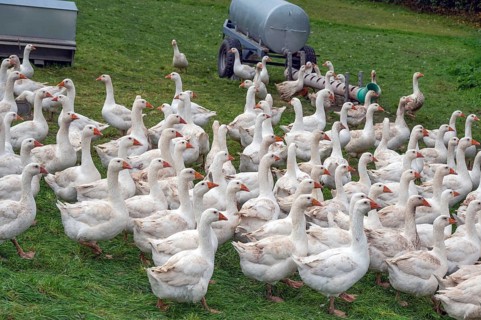 Free-range fattening geese (Anser anser domesticus) in a meadow, Bullach, Middle Franconia,