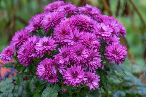 Bouquet of autumn asters (Symphyotrichum), Bavaria, Germany
