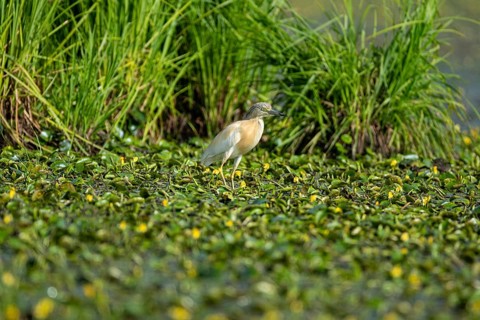 Squacco Heron (Ardeola ralloides) in the fog Hungary