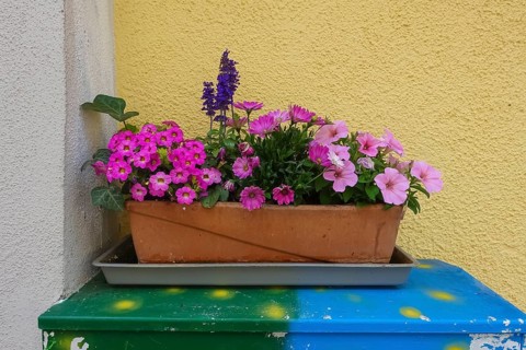 Flowers on power box, pink, pink and purple flowers, flower box, various plants, petunias