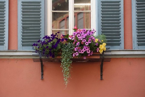 Window with flower box, petunias (Petunia), pink and purple flowers, various plants, mullioned