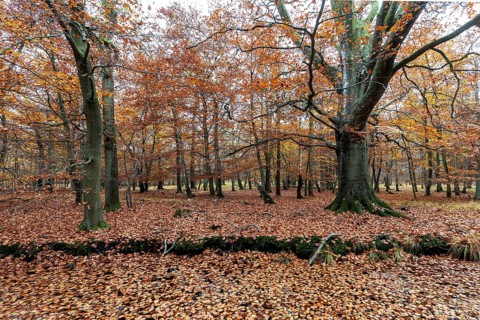 Autumn forest, autumn-colored trees, Osterwald, Zingst, Fischland-Darß-Zingst, Western Pomerania